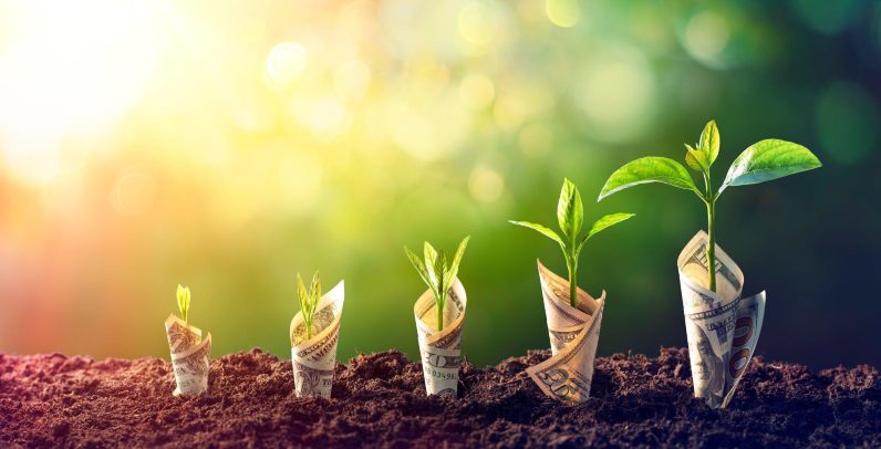 Dollar Seedling - Growth Concept - Plants On Bills